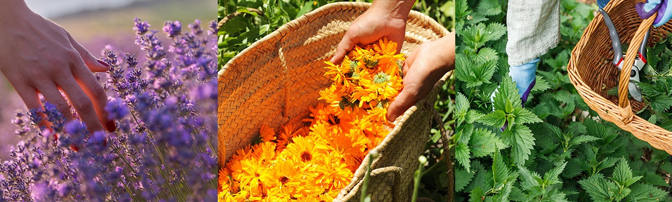 Les meilleures plantes à cultiver chez soi pour des soins maison